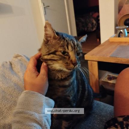 Photo 1/1 Maiko Chat perdu à La grand croix