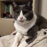 Photo de chat perdu à Habas