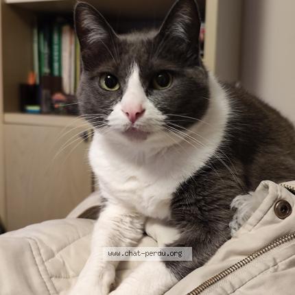 Photo 1/1 Chat retrouvé Perdu à Habas