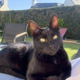 Photo de chat perdu à Pleguien