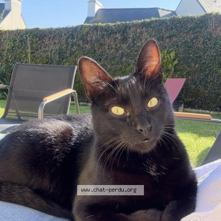 Photo 1/1 Cléo Chat perdu à Pleguien
