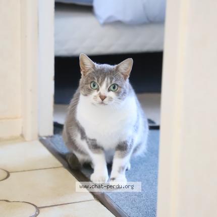 Photo 1/1 Chat retrouvé Perdu à Suce Sur Erdre