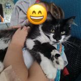 Photo de chat perdu à Pleurtuit