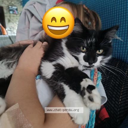 Photo 1/1 Peluche Chat perdu à Pleurtuit