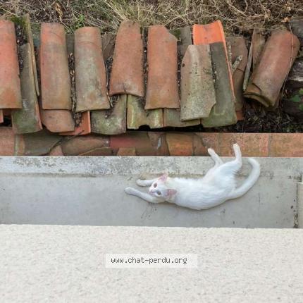 Photo 1/1 Gigi Chat perdu à Rambouillet