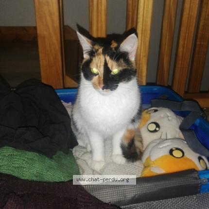 Photo 1/1 Chat retrouvé Perdu à Angouleme
