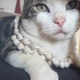 Photo de chat perdu à Vic Fezensac