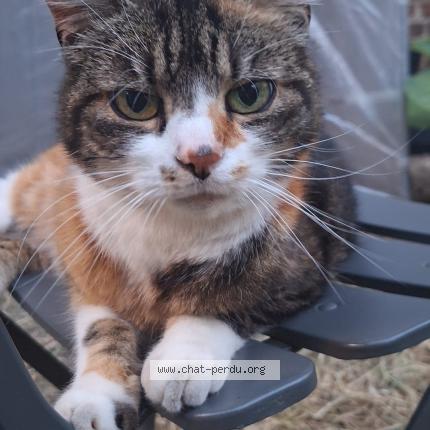 Photo 1/1 Chat retrouvé Perdu à Brussels