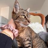 Photo de chat perdu à Saintes