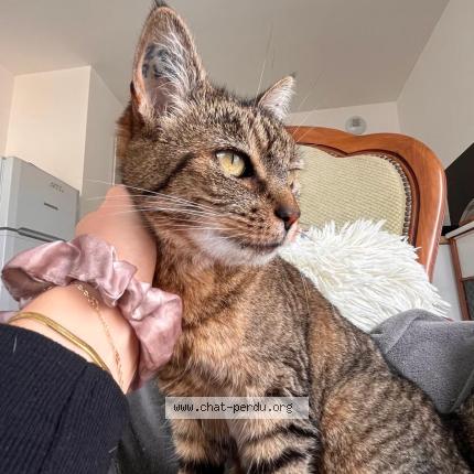 Photo 1/1 Timine Chat perdu à Saintes