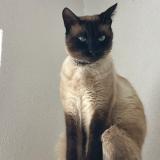 Photo de chat perdu à Chatonnaye