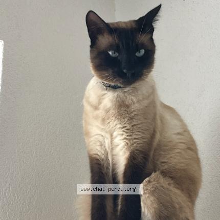 Photo 1/1 Cryo Chat perdu à Chatonnaye