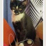 Photo de chat perdu à Avord