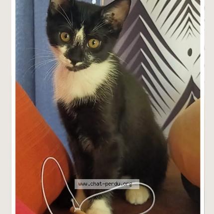 Photo 1/1 ALOHA Chat perdu à Avord