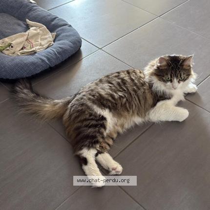 Photo 1/5 Chat retrouvé Perdu à Bron