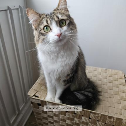 Photo 2/5 Chat retrouvé Perdu à Bron