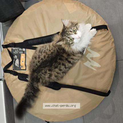 Photo 3/5 Chat retrouvé Perdu à Bron