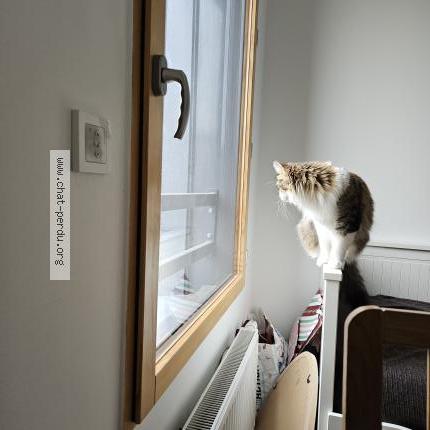 Photo 4/5 Chat retrouvé Perdu à Bron