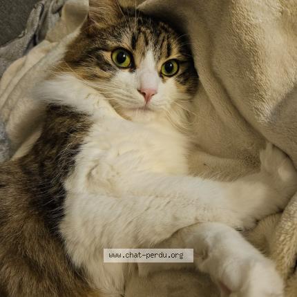 Photo 5/5 Chat retrouvé Perdu à Bron