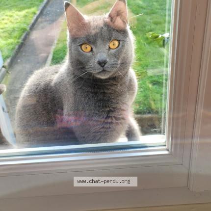 Photo 1/1 Tokyo Chat perdu à Harfleur