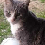 Photo de chat perdu à Oytier Saint Oblas