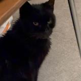 Photo de chat trouvé à Marseille