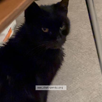 Photo 1/1 Chat trouvé Trouvé à Marseille