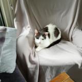 Photo de chat perdu à Bierges