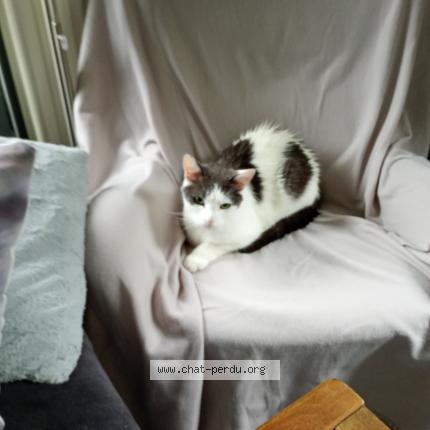 Photo 1/1 Bandy Chat perdu à Bierges