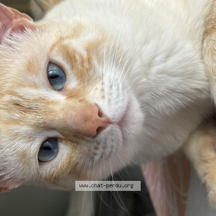 Photo 1/1 Chat retrouvé Perdu à Gand