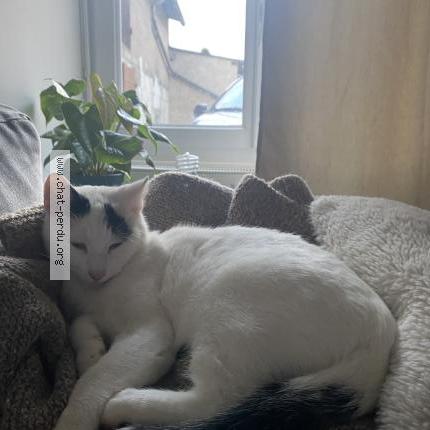 Photo 1/1 Khyo Chat perdu à Sable d olonne