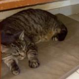 Photo de chat perdu à Barlin