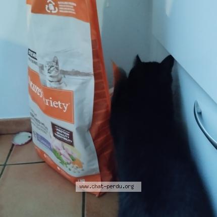 Photo 1/1 Chat retrouvé Perdu à Le juch