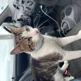 Photo de chat trouvé à Boissy Sous St Yon