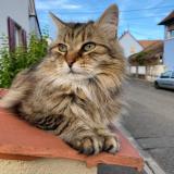 Photo de chat perdu à Rhinau