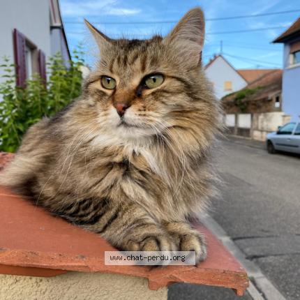 Photo 1/1 Chat retrouvé Perdu à Rhinau
