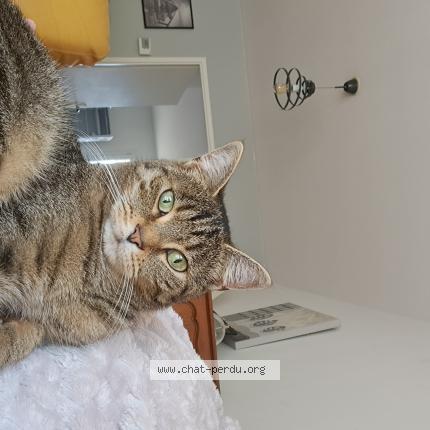 Photo 1/1 TAHO Chat perdu à Chereng