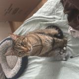 Photo de chat perdu à Tregueux