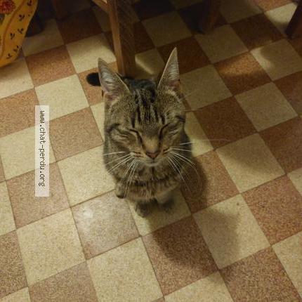 Photo 1/1 Chat retrouvé Trouvé à Fleury Les Aubrais