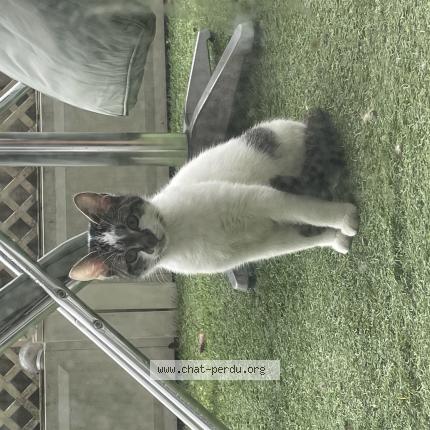 Photo 1/1 Chat retrouvé Trouvé à St Denis