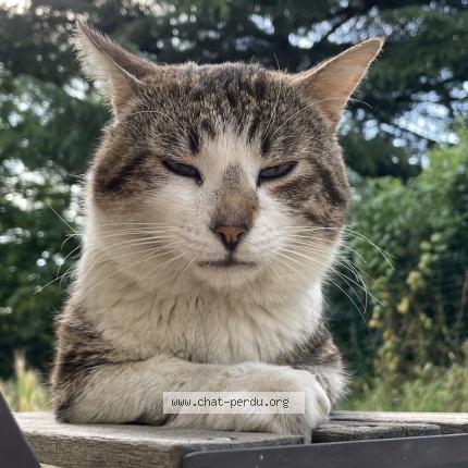 Photo 1/1 Couki Chat perdu à Toulouse