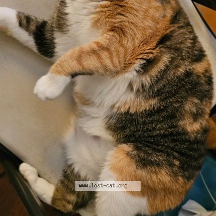 Photo 1/1 Cali Chat perdu à Dorchester center