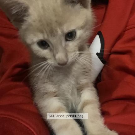 Photo 1/2 Ozzy Chat perdu à Roubaix