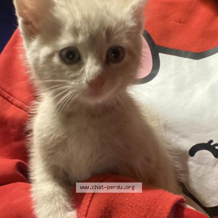 Photo 2/2 Ozzy Chat perdu à Roubaix