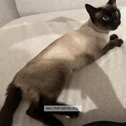 Photo 1/1 Chat trouvé Trouvé à Bormes les mimosas