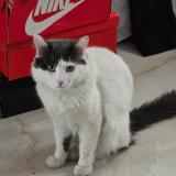 Photo de chat retrouvé à Mexico