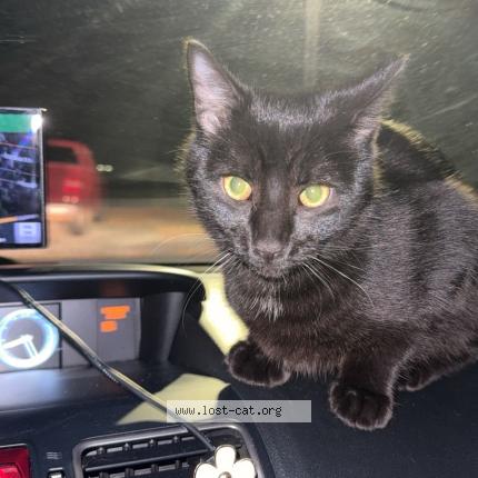 Photo 1/1 Chat trouvé Trouvé à Cape may court house