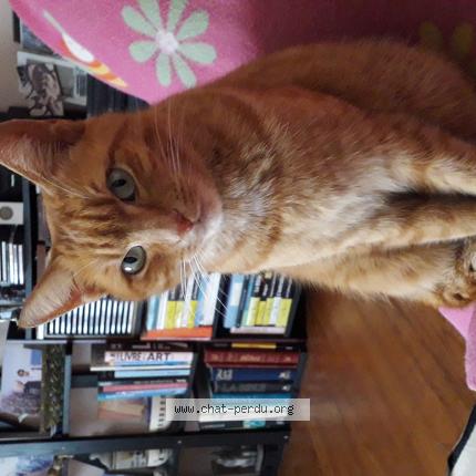 Photo 1/1 Rouquette Chat perdu à Orthez