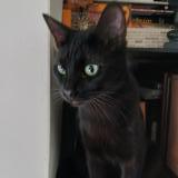 Photo de chat perdu à Tours