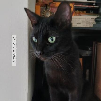 Photo 1/1 Alex Chat perdu à Tours